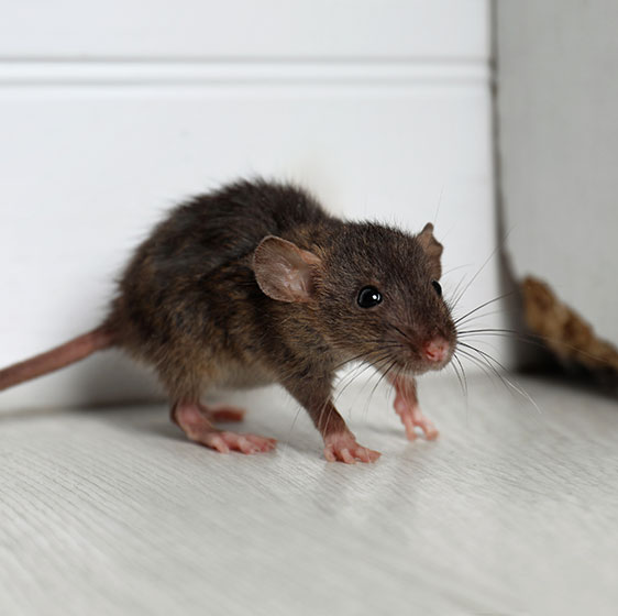 Rodent Control | Birmingham, AL | Bad Bugs Pest Control - rodent-image-1