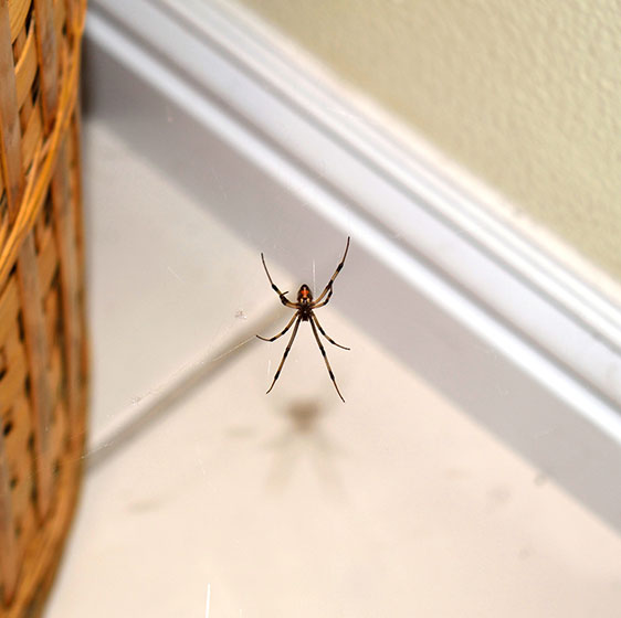 Spider Control | Birmingham, AL | Bad Bugs Pest Control - spider-image-1