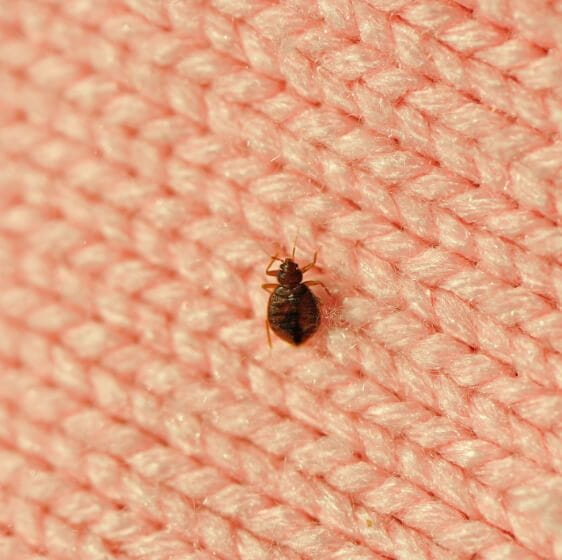 Bed Bug Control | Birmingham, AL | Bad Bugs Pest Control - service-child-1