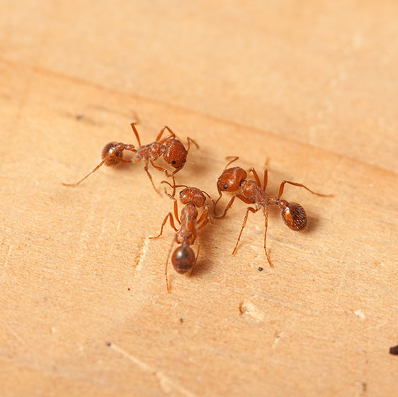 Ant Control | Birmingham, AL | Bad Bugs Pest Control - ant-control-image-1