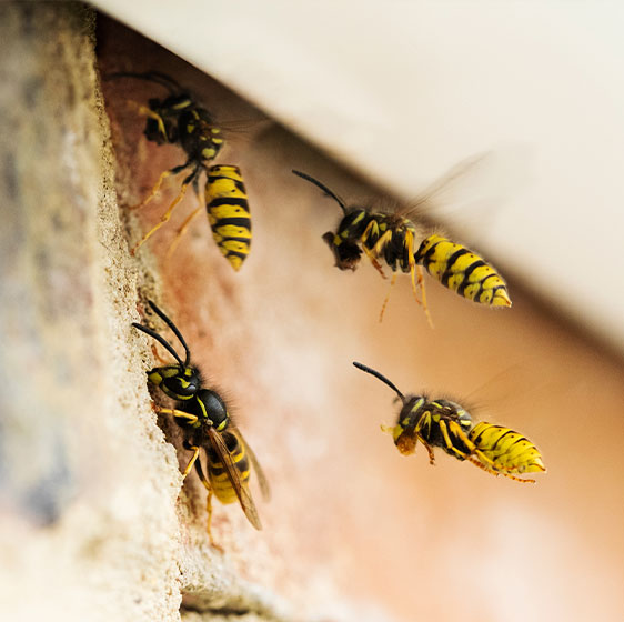 Bee & Wasp Control | Birmingham, AL | Bad Bugs Pest Control - bee-and-wasp-image-1