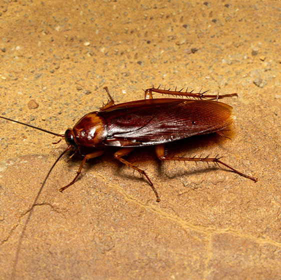 Cockroach Control | Birmingham, AL | Bad Bugs Pest Control - cockroach-image-1
