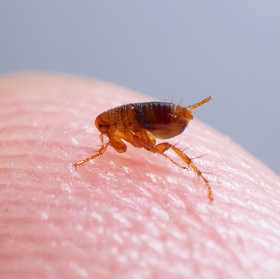 Flea Control | Birmingham, AL | Bad Bugs Pest Control - flea-image-1