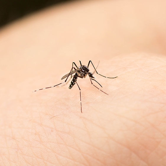 Mosquito Control | Birmingham, AL | Bad Bugs Pest Control - mosquito-image-1